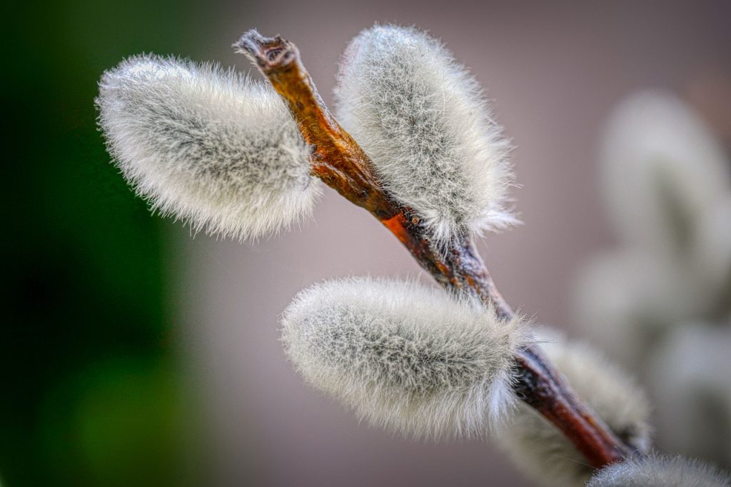 Willow Catkin Branch Palm Sunday  - fietzfotos / Pixabay